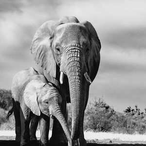 Meet your Posher, Josie